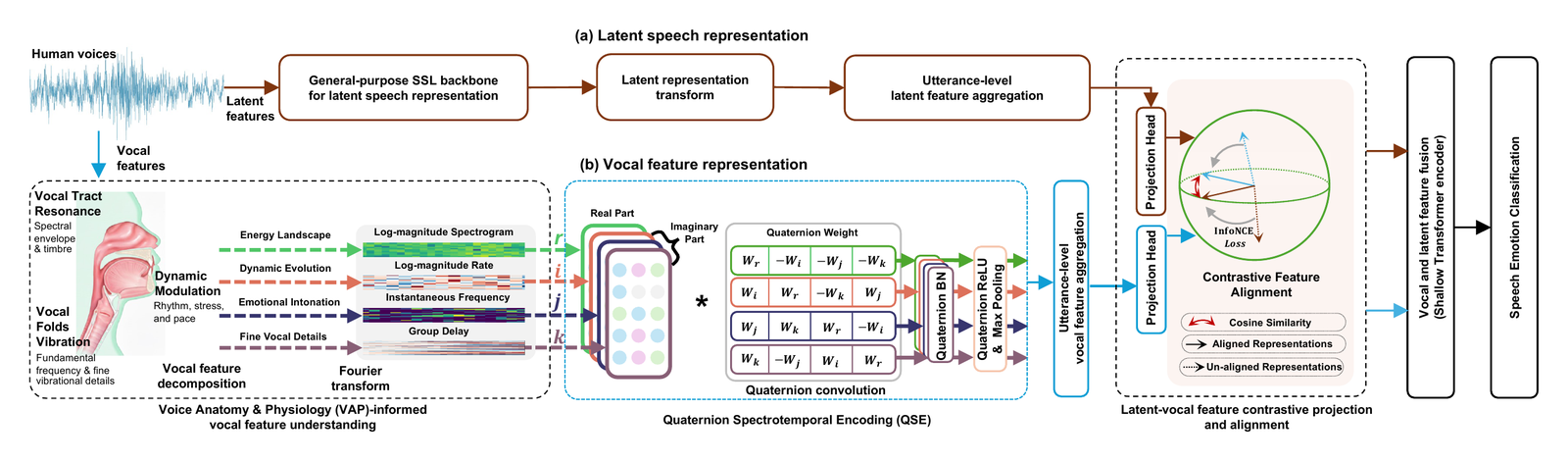 Architecture diagram of PhysioSER: a general-purpose self-supervised (SSL) speech backbone branch and a voice anatomy and physiology (VAP)-informed vocal feature branch with quaternion spectrotemporal encoding, aligned by contrastive projection and fused by a shallow Transformer encoder for speech emotion classification.